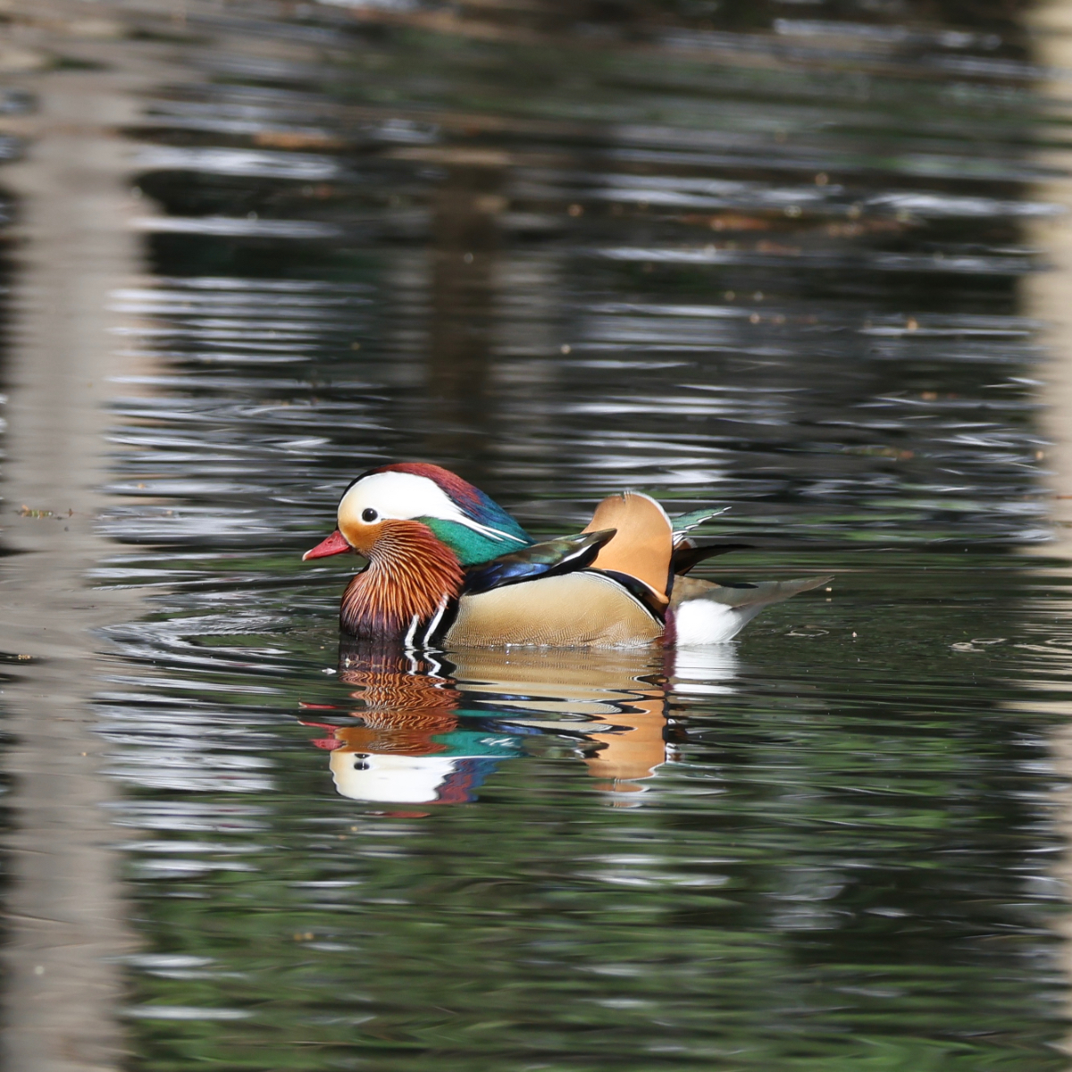 見られたらラッキーレアなオシドリのオス