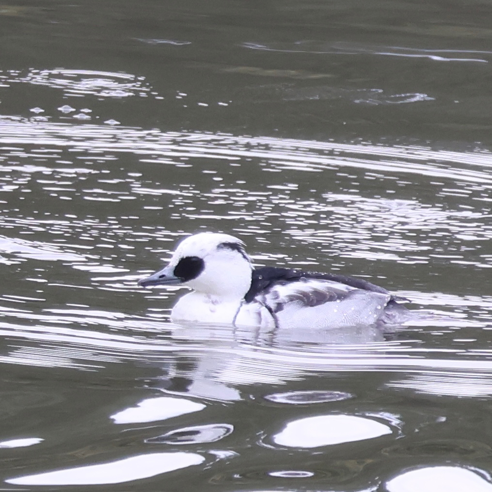 パンダガモ、ミコアイサのオス