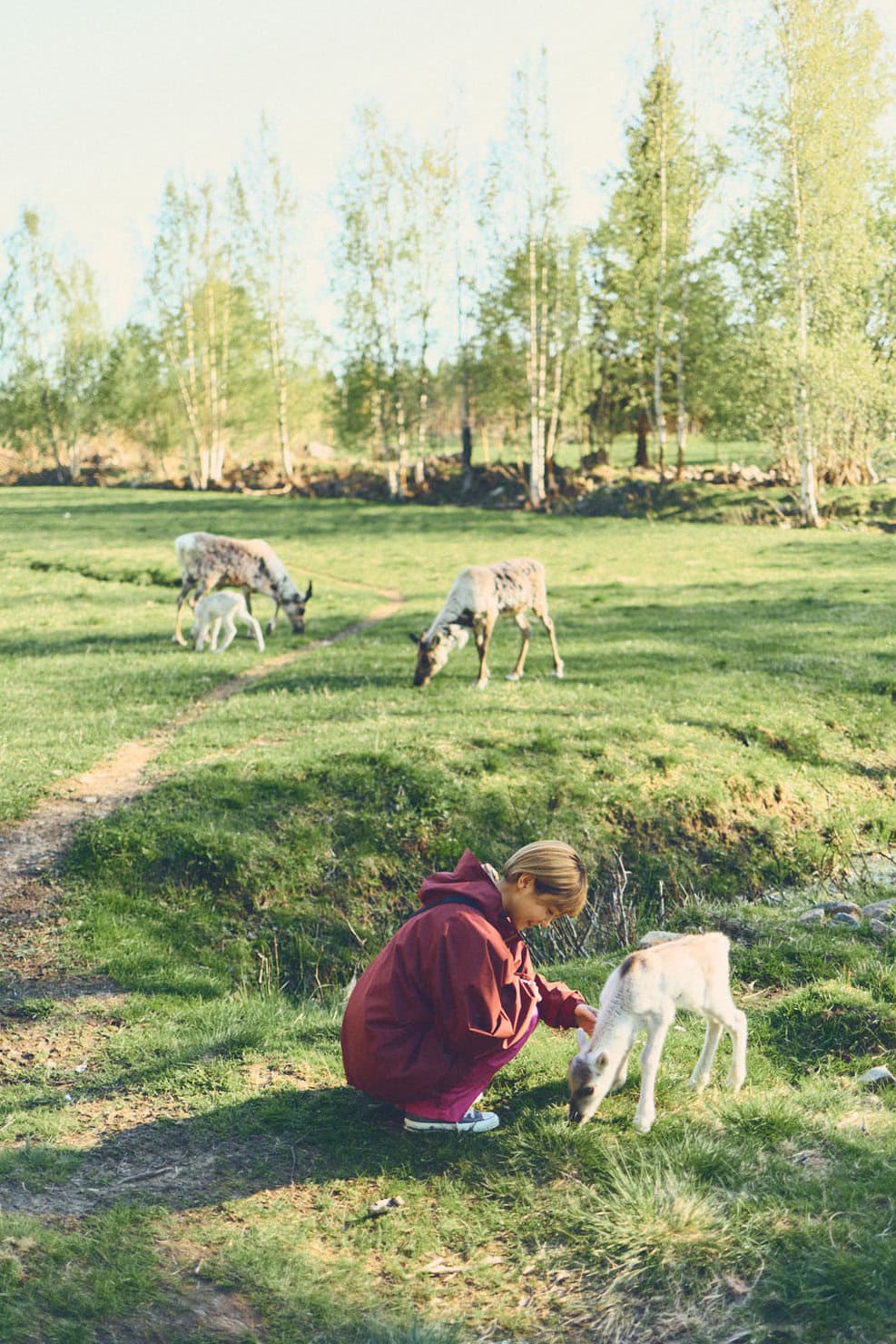 9頭のトナカイが暮らす「トナカイファーム Rödsön Poro-Pirtti」。