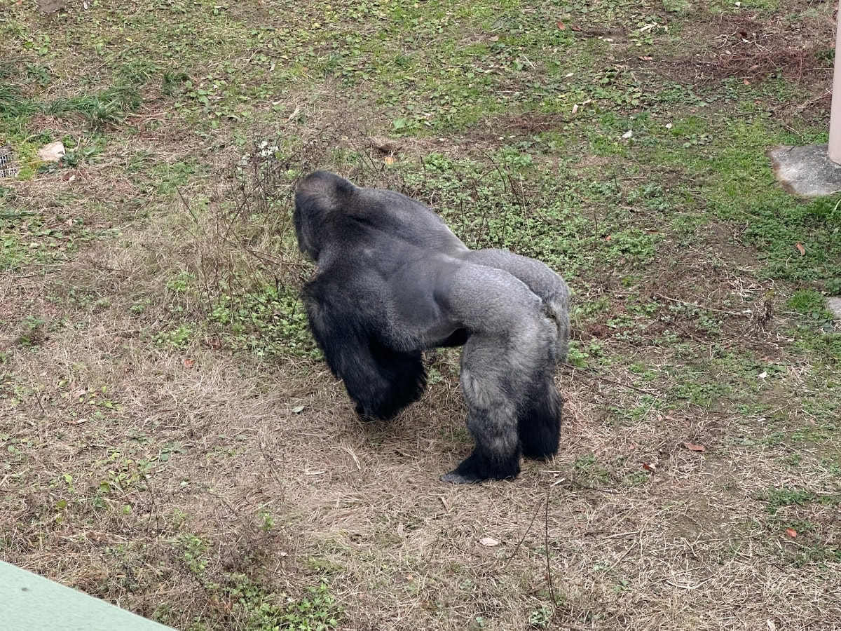 名古屋にある東山動植物園のゴリラ シャバーニの後ろ姿