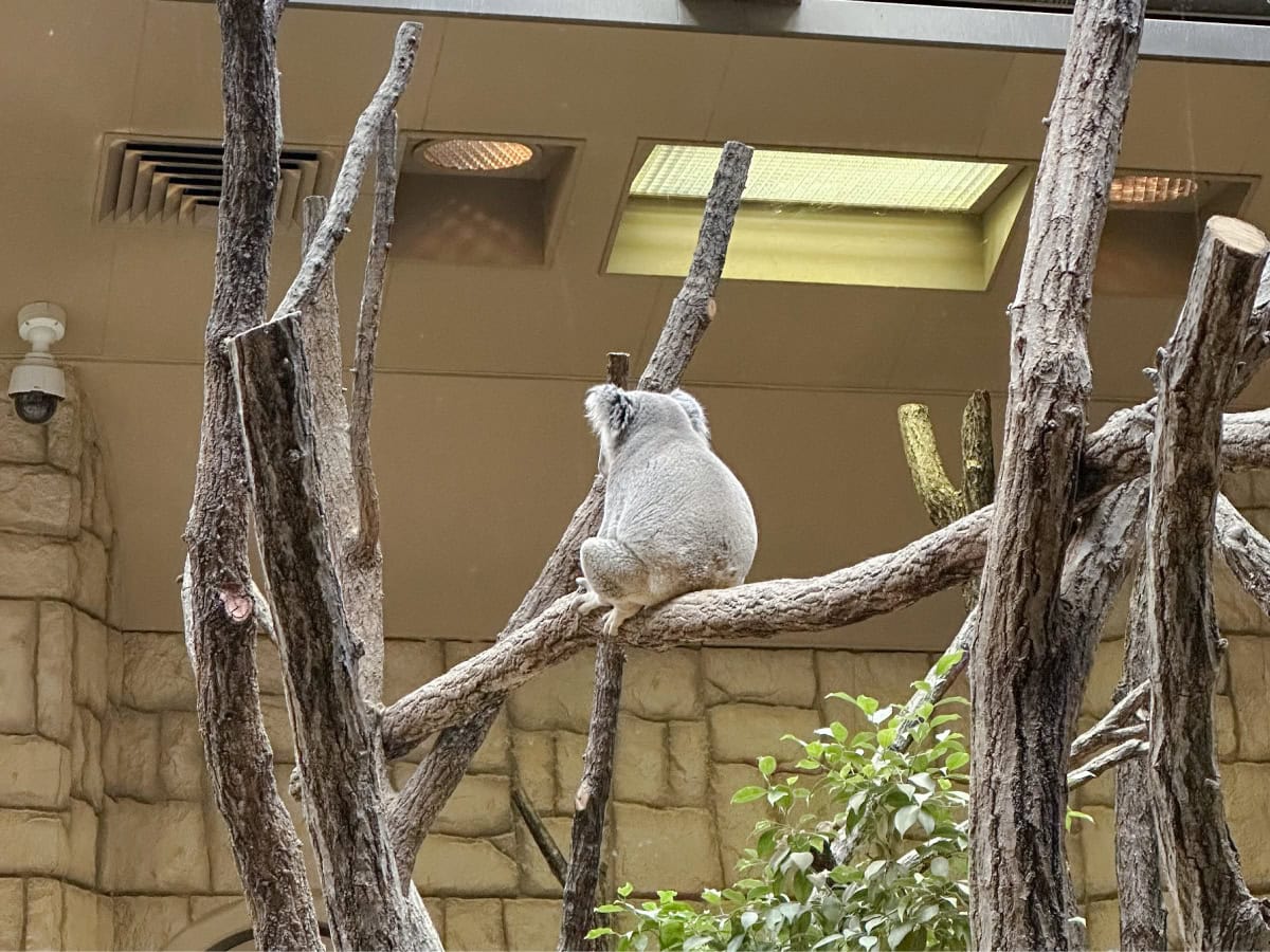名古屋にある東山動植物園のコアラ