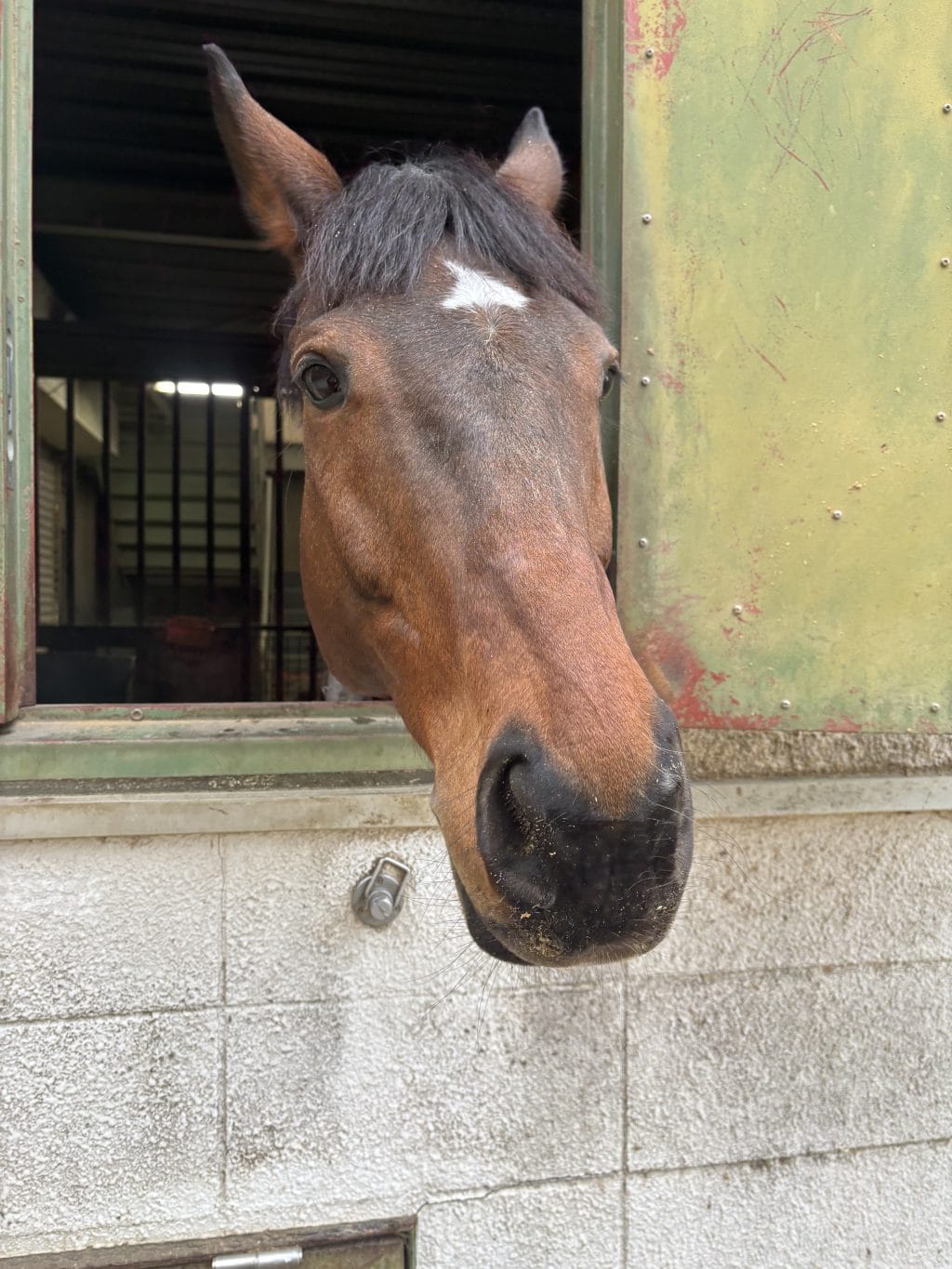 【午年に行きたい神戸のお出かけスポット】 運気も駆け上がる! 心を通わせる乗馬体験と「馬モチーフ」の縁起物巡り