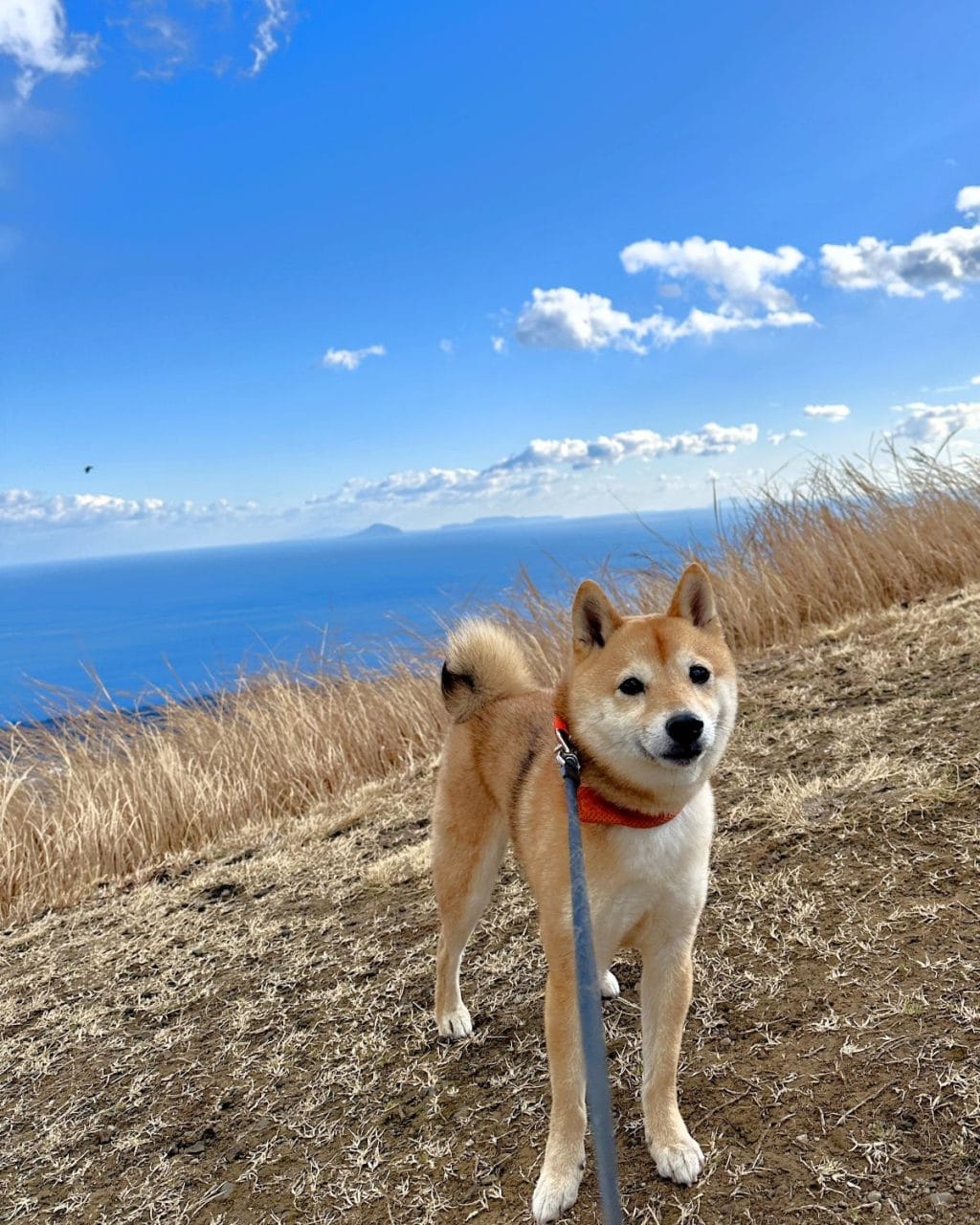 【犬旅 静岡県・伊東観光編】 山頂からの大パノラマや動物たちとの出会いに大満足! 絶品ベーカリーカフェも犬連れOK!:豆柴・まもるの旅日記
