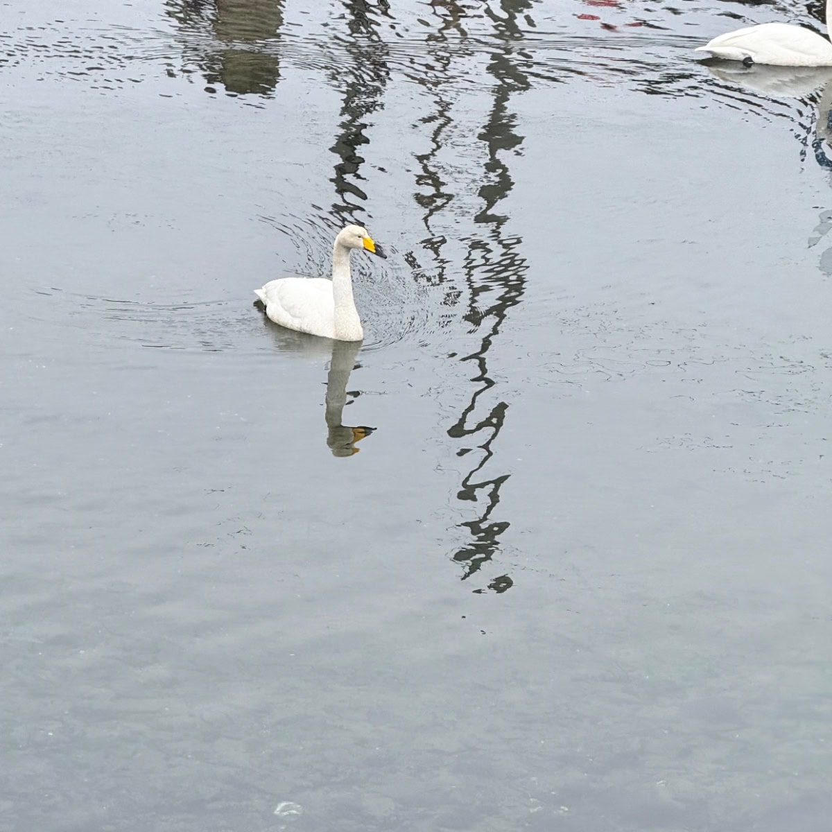 浅虫の近づいてくる白鳥