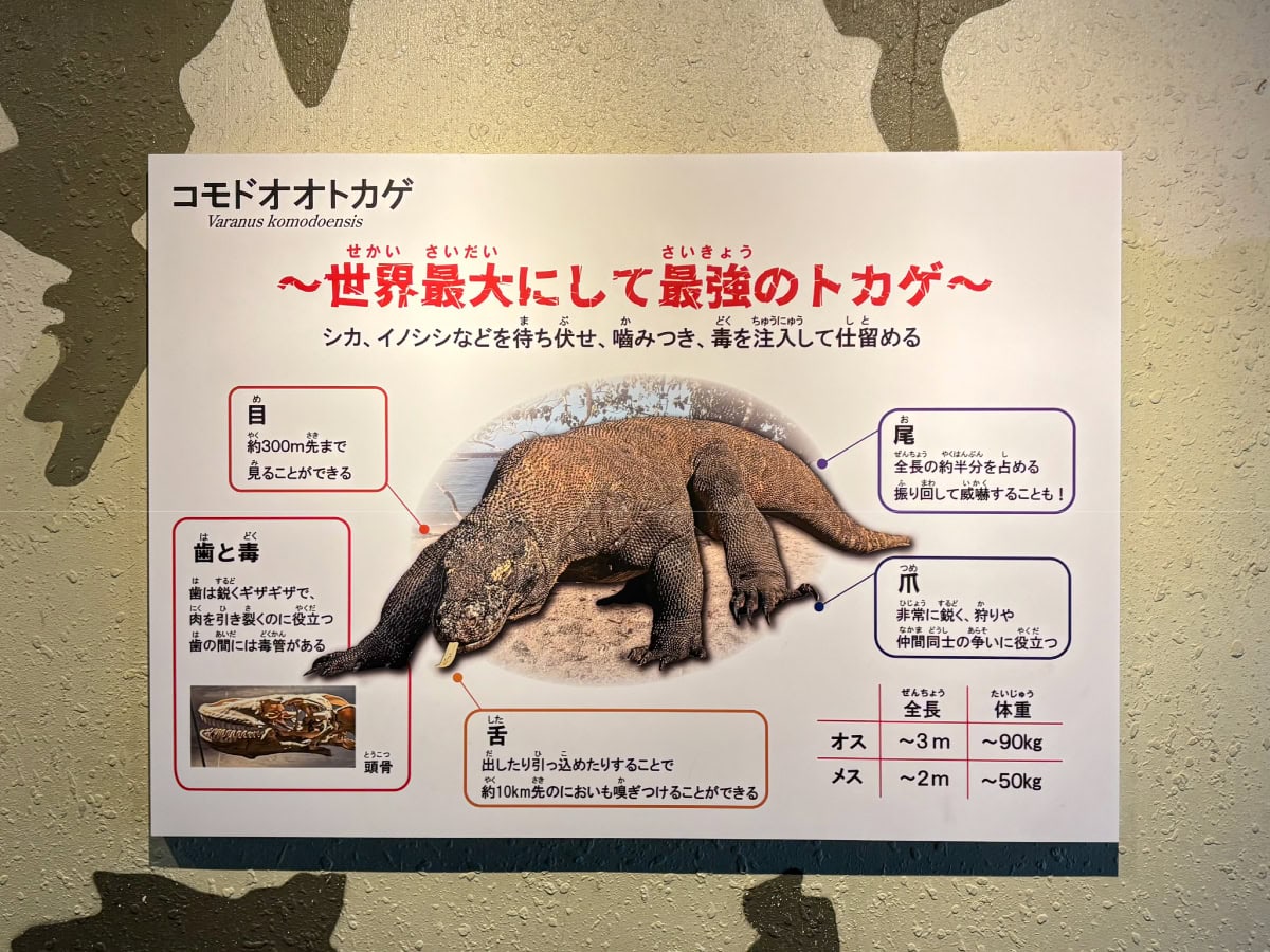 名古屋にある東山動植物園のコモドオオトカゲ図解