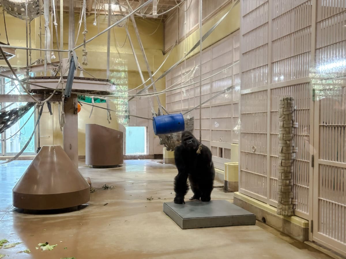 名古屋にある東山動植物園のゴリラ シャバーニの息子のキヨマサ