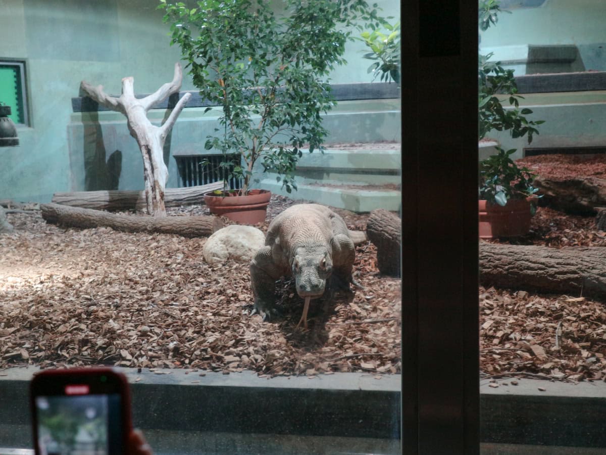 名古屋にある東山動植物園のコモドオオトカゲ