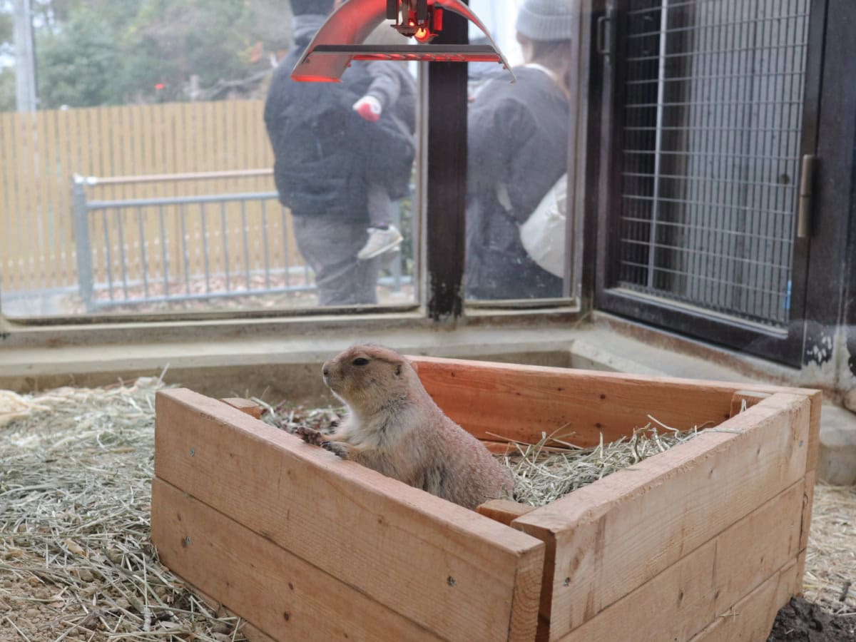 名古屋にある東山動植物園のプレーリードッグ