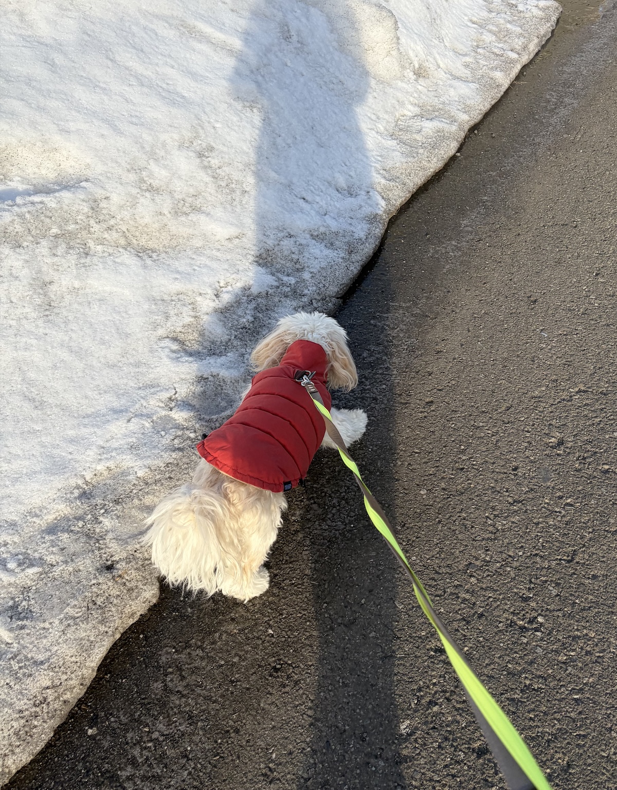愛犬との朝の散歩