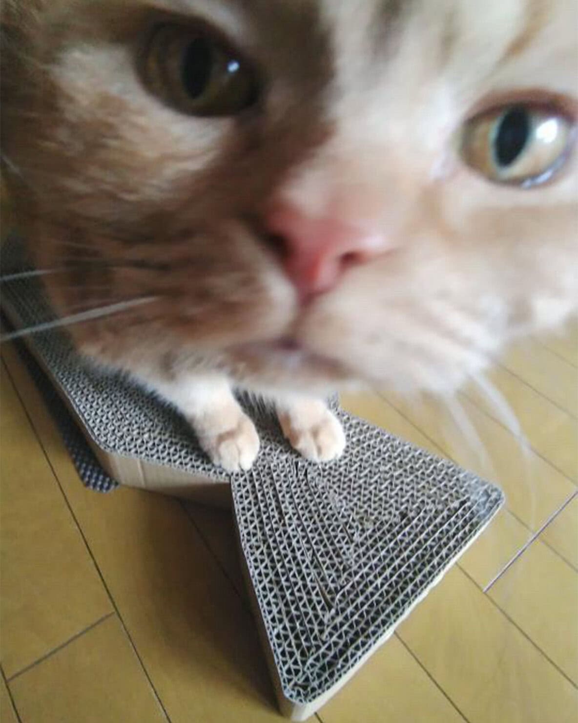 【リンネル4月号】「リンネル×オルネコうちねこグランプリ2026」リンにゃル賞 まるくん・ふくくん