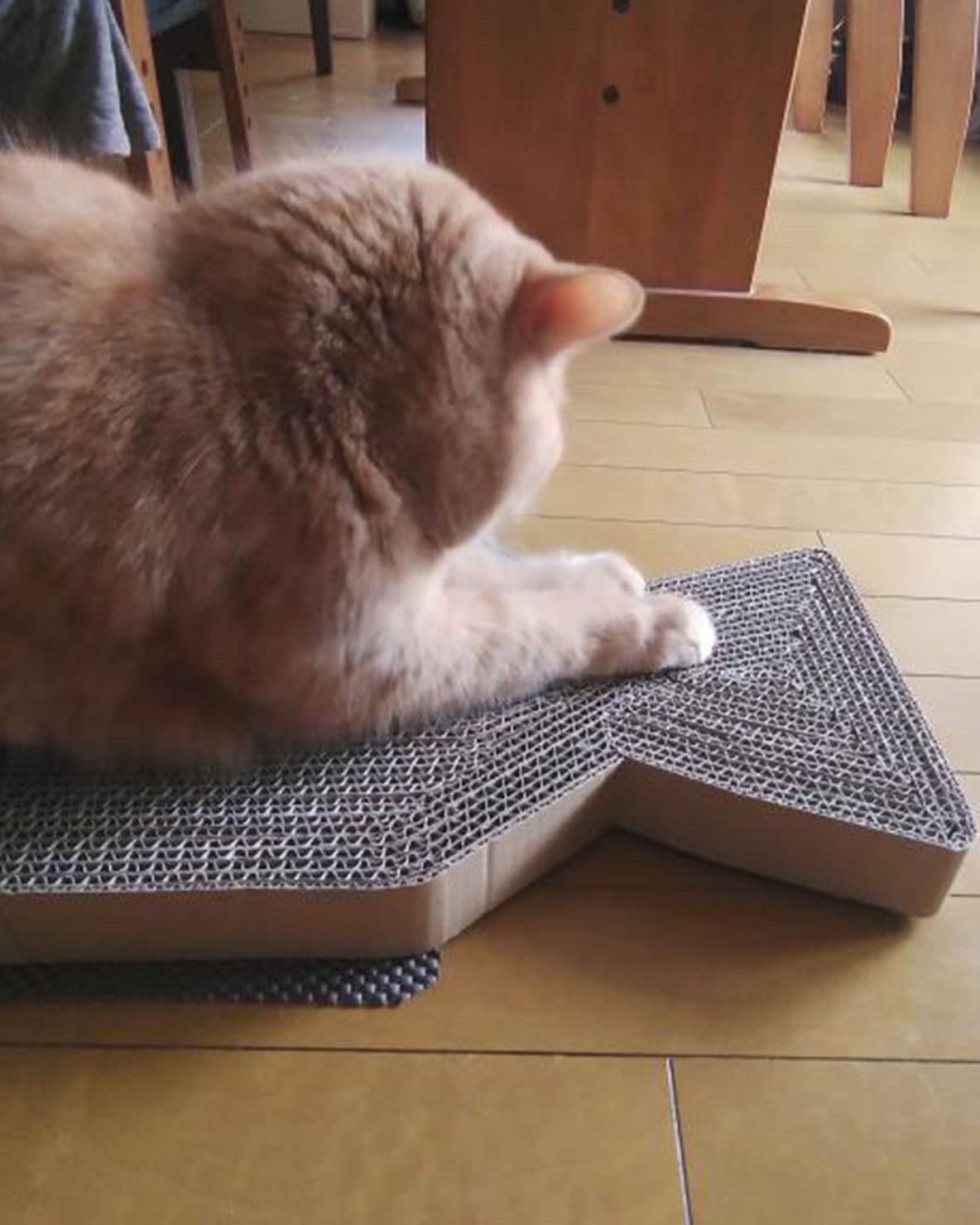 【リンネル4月号】「リンネル×オルネコうちねこグランプリ2026」リンにゃル賞 まるくん・ふくくん