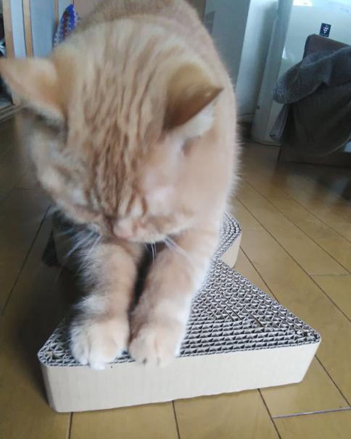 【リンネル4月号】「リンネル×オルネコうちねこグランプリ2026」リンにゃル賞 まるくん・ふくくん