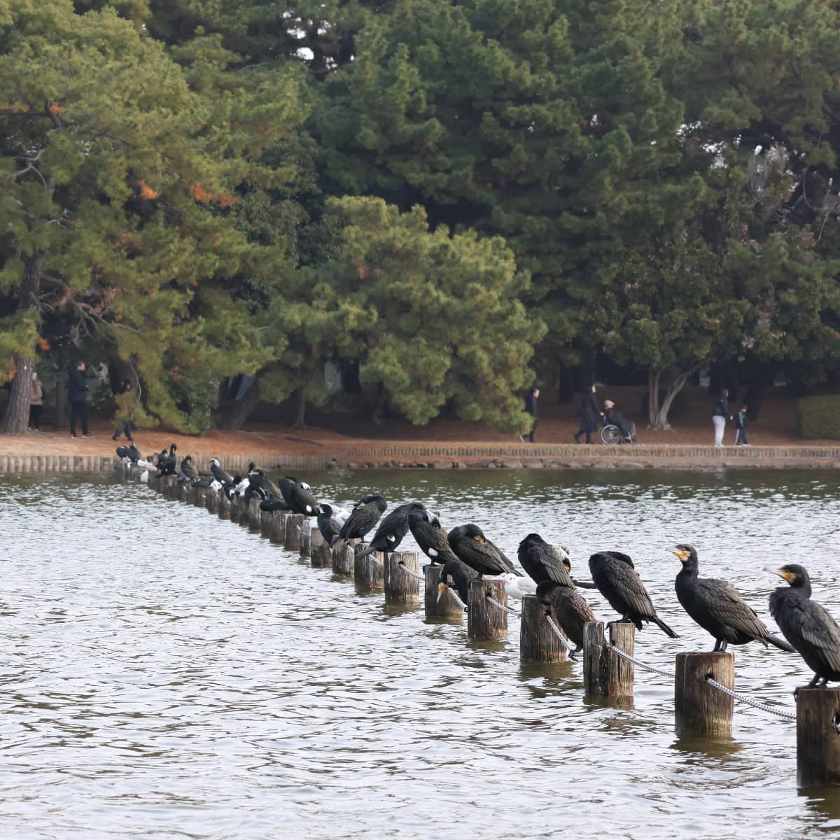 大濠公園のカワウとユリカモメ