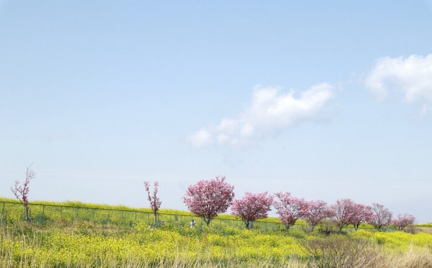 流鉄流山線(流山駅)付近菜の花