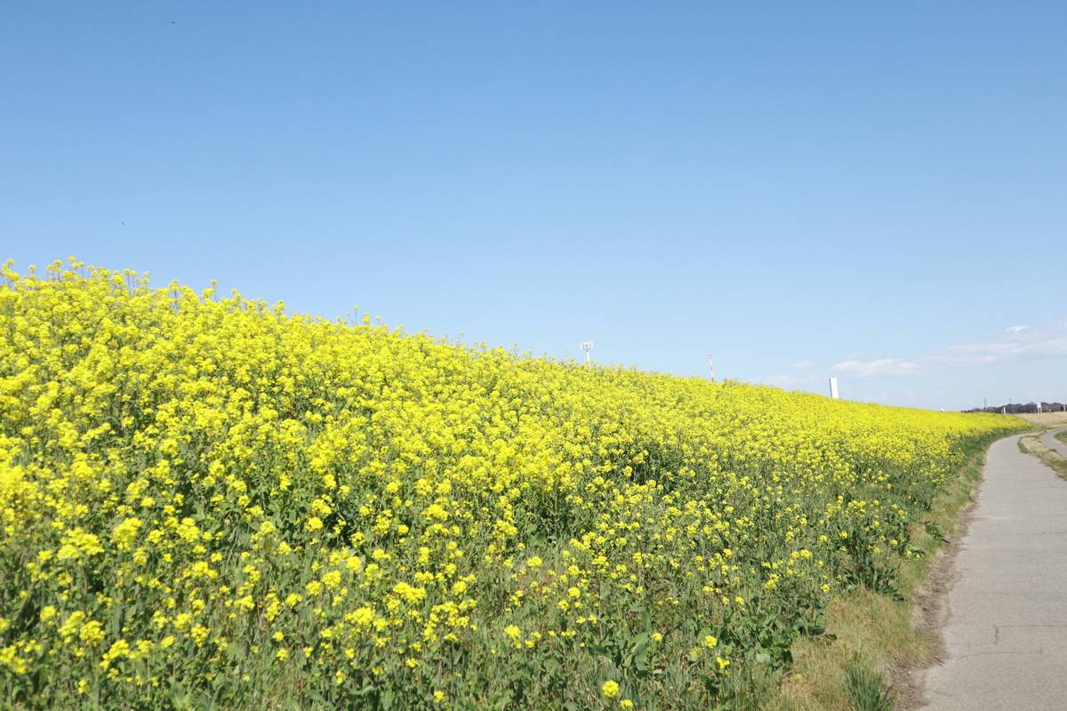 流鉄流山線(流山駅)付近の菜の花畑