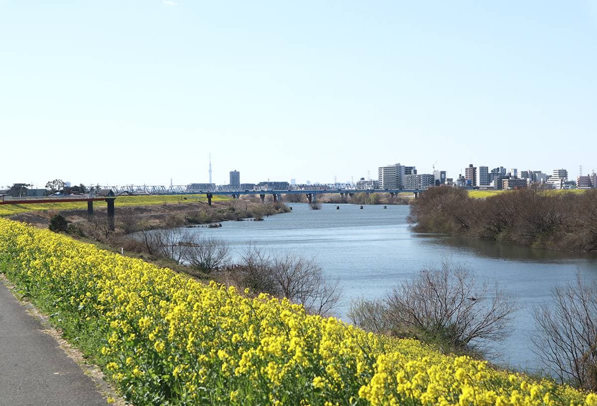 流鉄流山線(流山駅)付近の菜の花畑