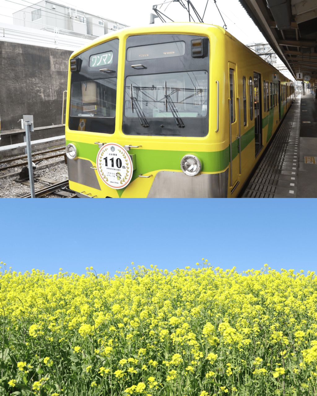 【千葉・春さんぽ】ローカル線「流鉄流山線」の猫モチーフ車両に揺られて。今が見頃、菜の花の絶景へ