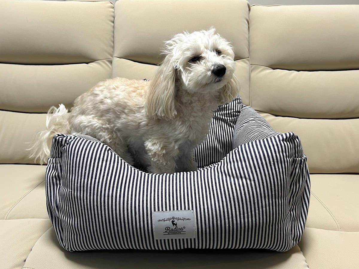 RADICAのペット用ドライブシートと愛犬のマルプー