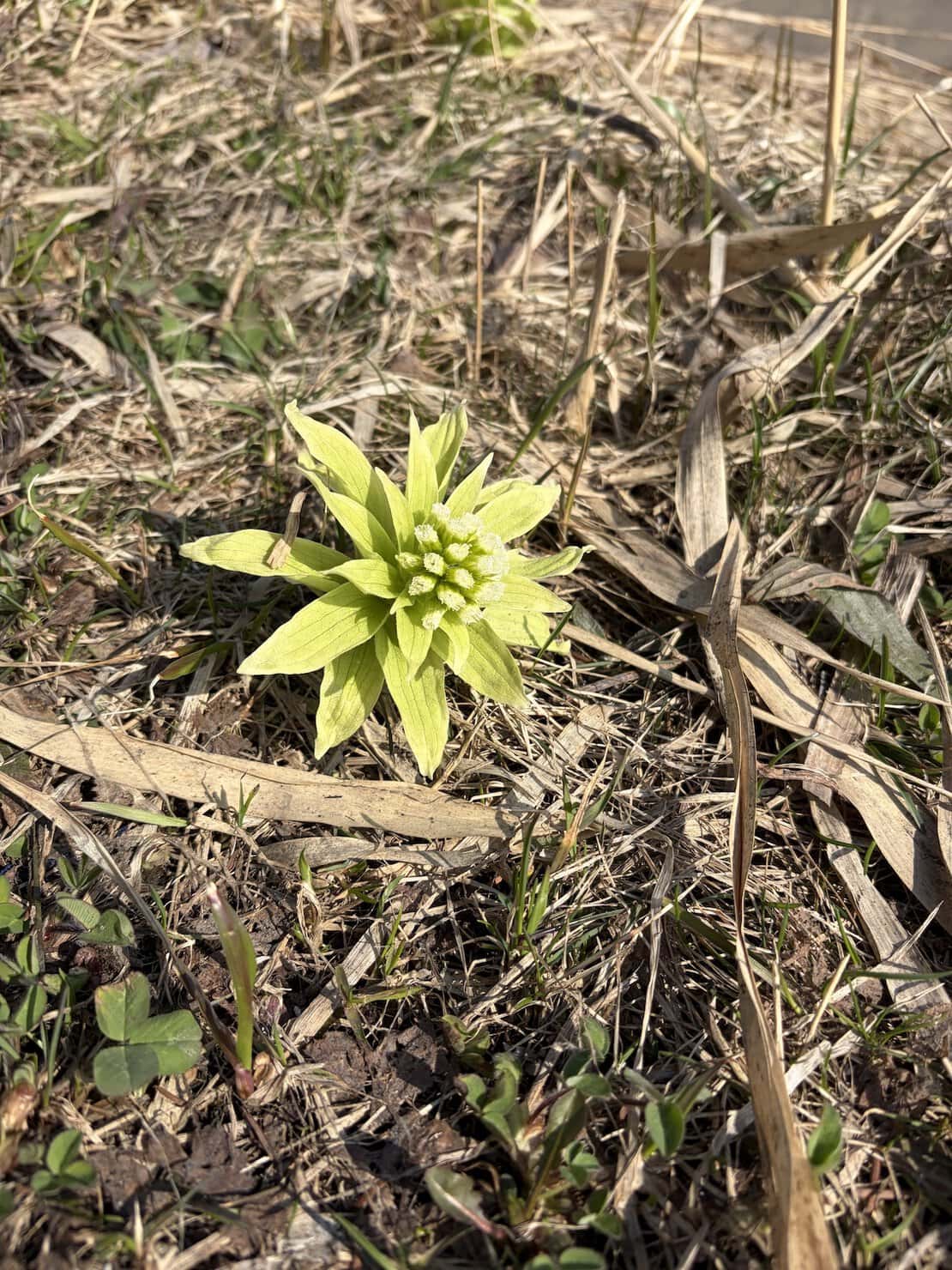 冬から春に変わるはざまの北海道で見つけたふきのとう