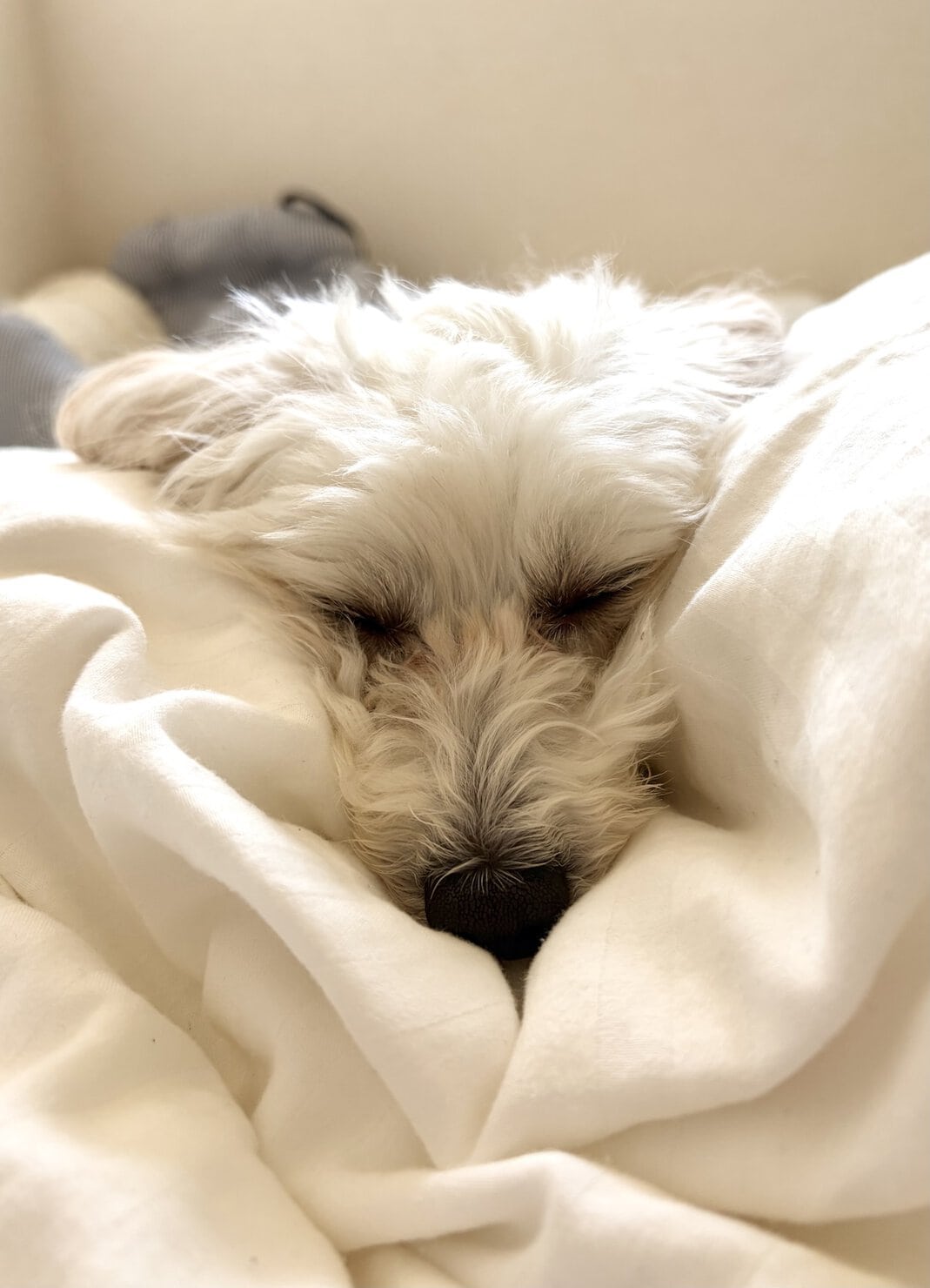 北海道から東京へ引っ越し、新居の布団で眠る犬