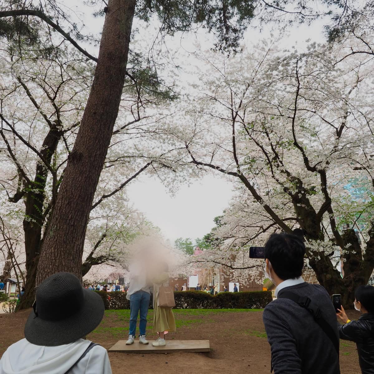 青森の桜の名所弘前公園の桜のハート