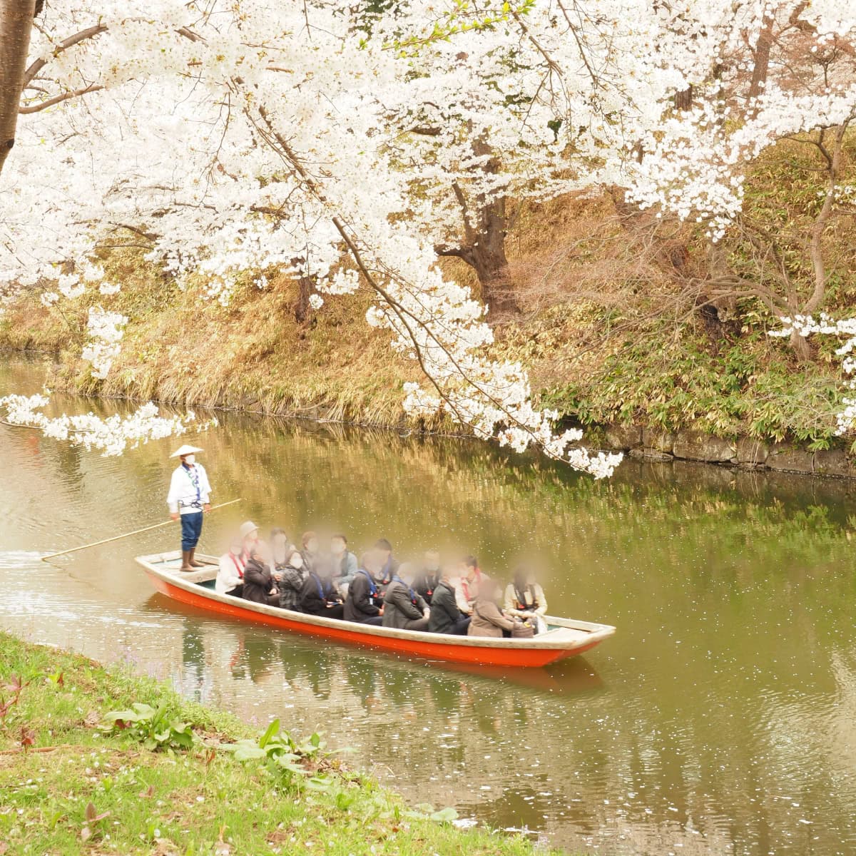 青森の桜の名所弘前公園の桜と中濠観光舟