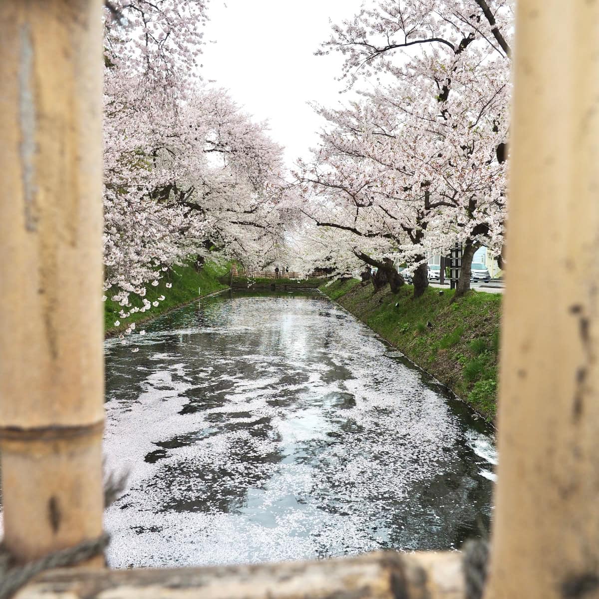 青森の桜の名所弘前公園の花筏