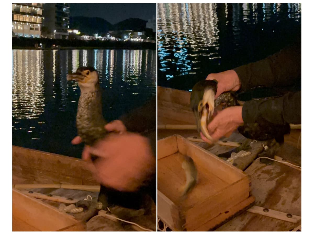 鮎を飲み込み、鵜匠さんの合図で吐き出す鵜