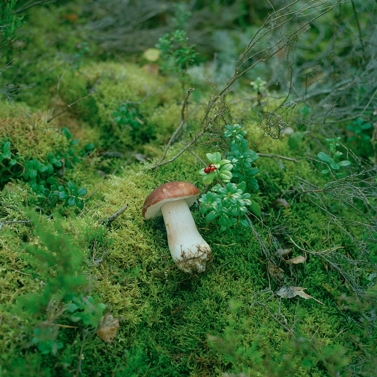 【tsukuru & Lin.】 フォトグラファー・かくたみほさんとつくる「フィンランドフォトTシャツ」きのこ狩り