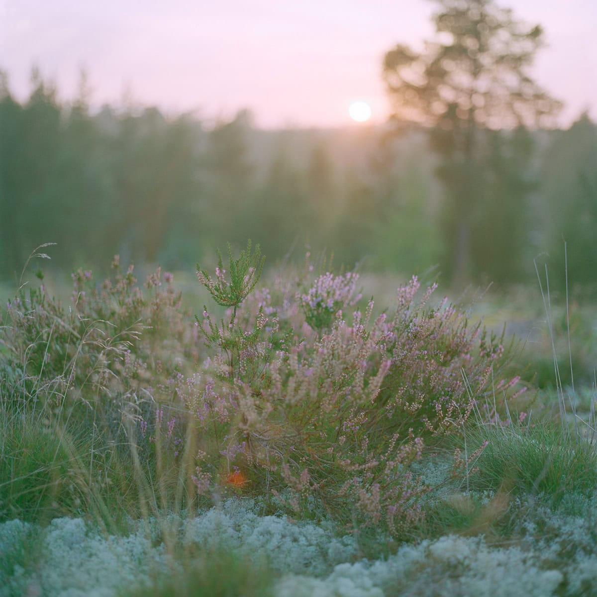 【tsukuru & Lin.】 フォトグラファー・かくたみほさんとつくる「フィンランドフォトTシャツ」夕焼け