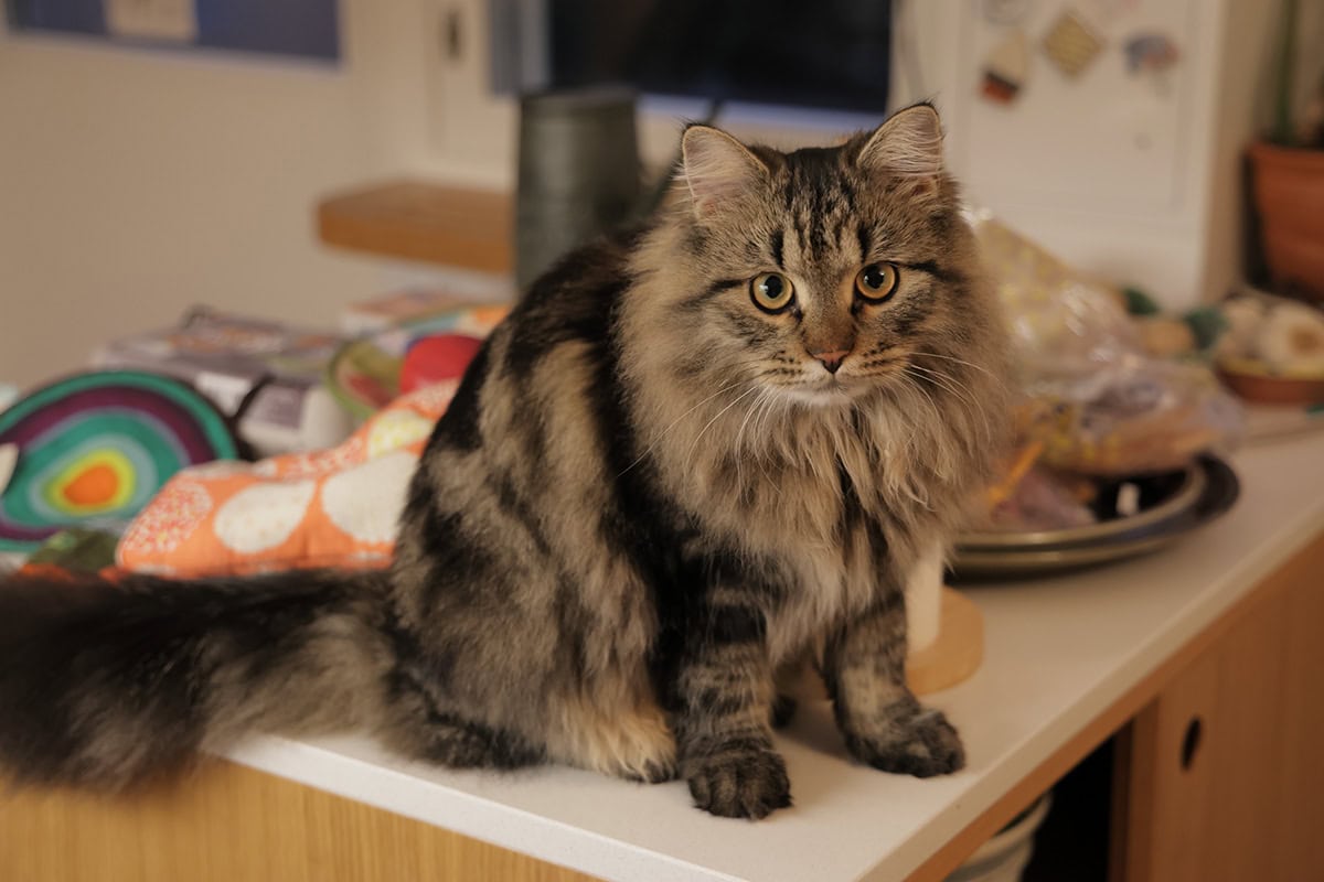 【tsukuru & Lin.】 フォトグラファー・かくたみほさんとつくる「フィンランドフォトTシャツ」KISSA