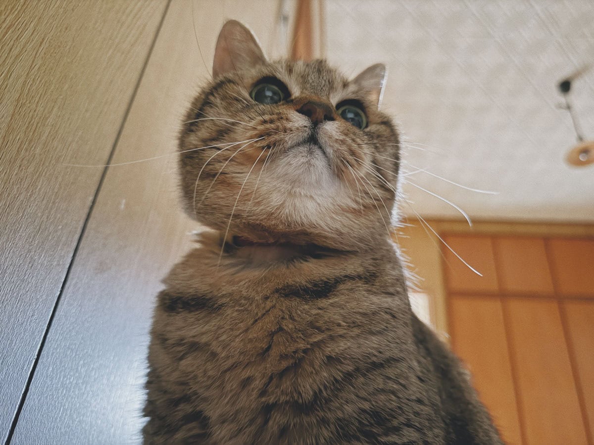 14歳のねこが、枕元に起こしにきてくれる