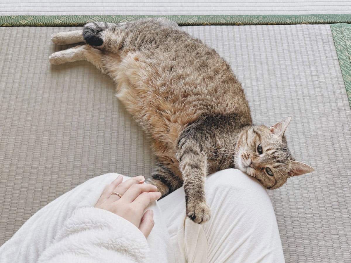 起きたあとは、ねことすこしだけいっしょにゆっくりする時間を過ごしています。