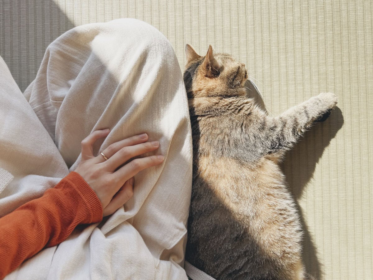 ねことくっついて、癒やされている時間