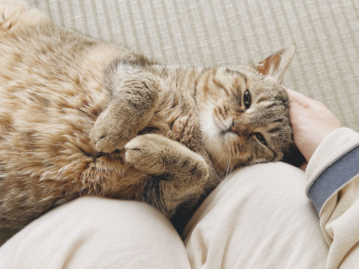 ねこを撫でている様子