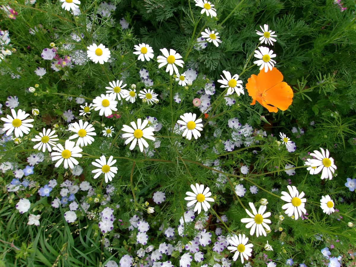 春のお出かけは、お花を撮りたくなる