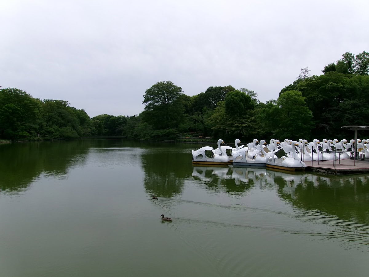 井の頭公園の池にはカモが
