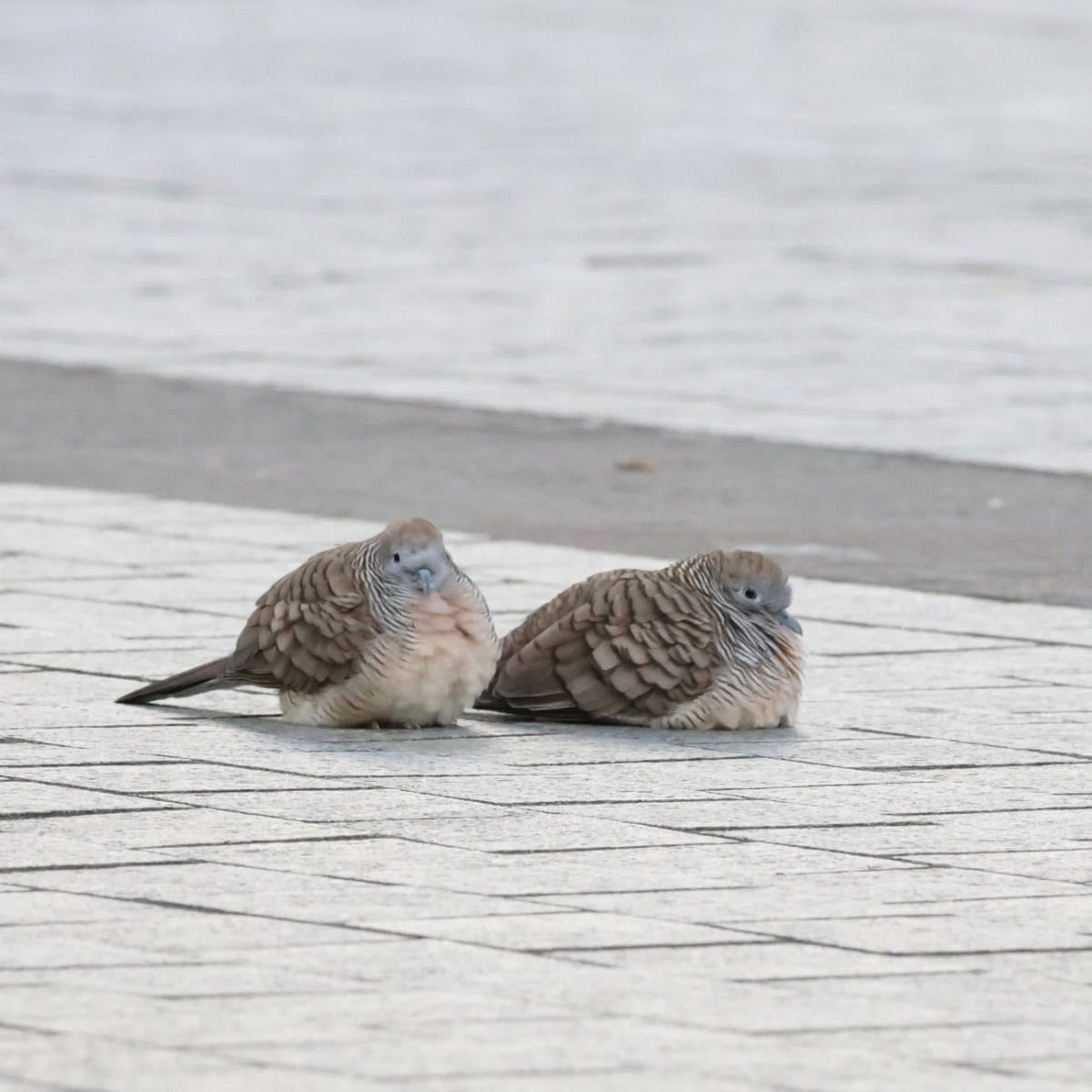 チョウショウバト