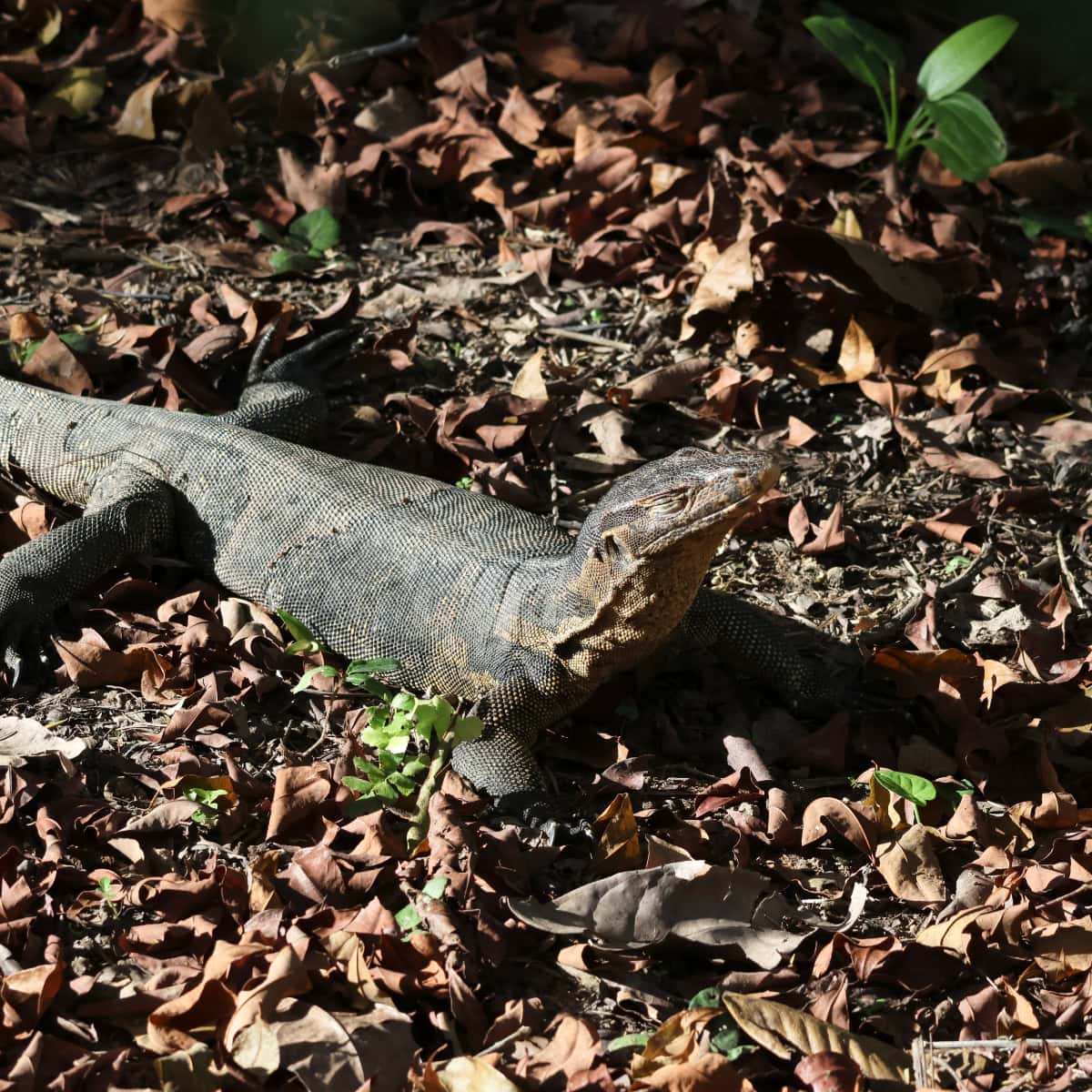 シンガポール植物園のトカゲ