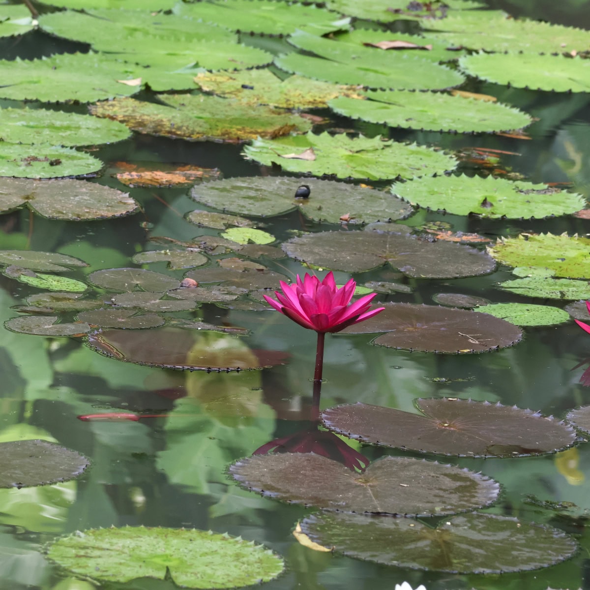 シンガポール植物園の蓮池