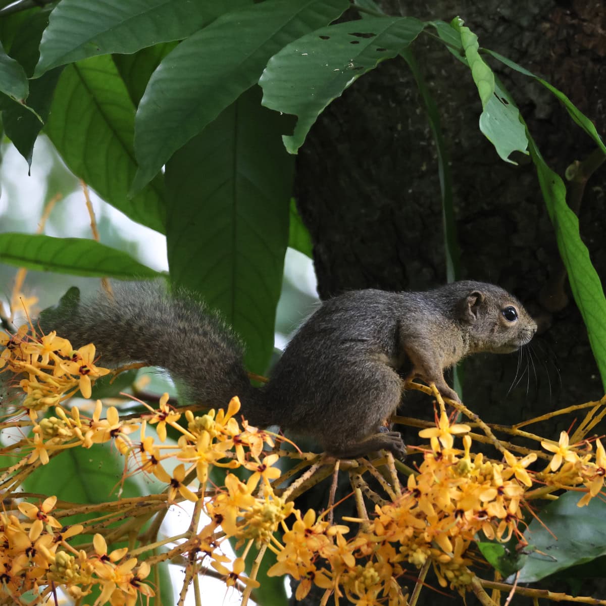 シンガポール植物園のリス