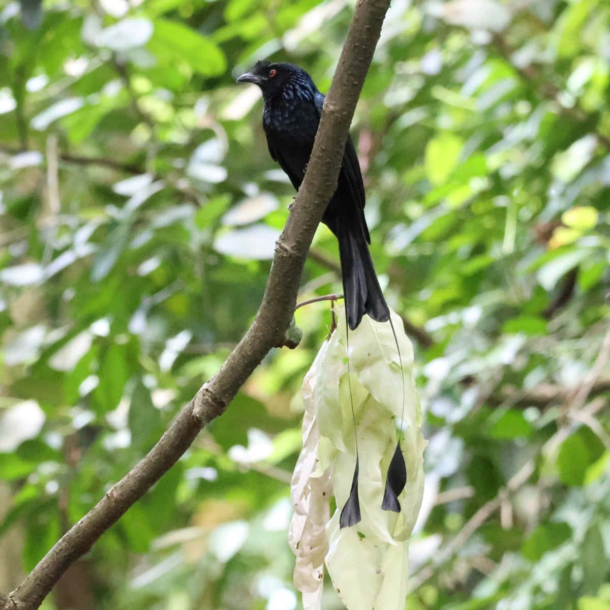 シンガポール植物園のカザリオウチュウ