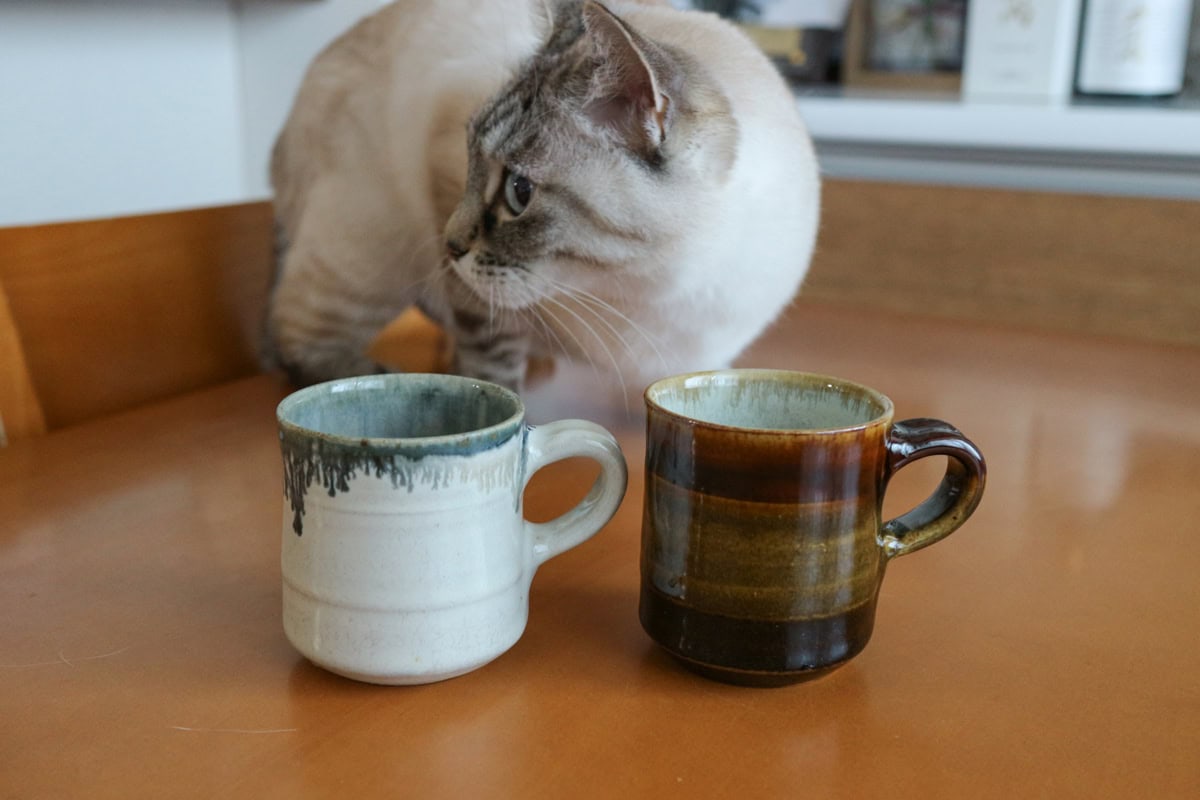 益子陶器市で購入した村澤享さんのマグカップと愛猫