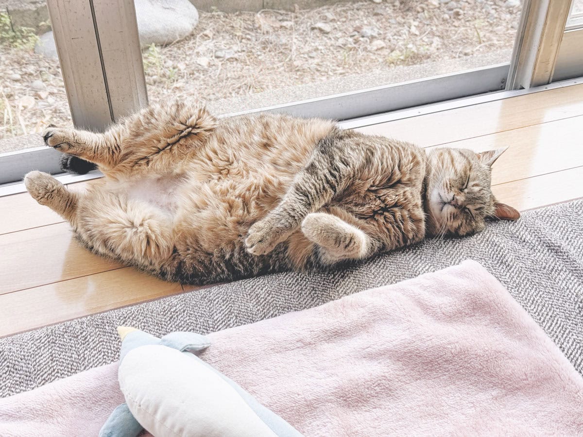 心地よい場所で過ごしている、愛猫