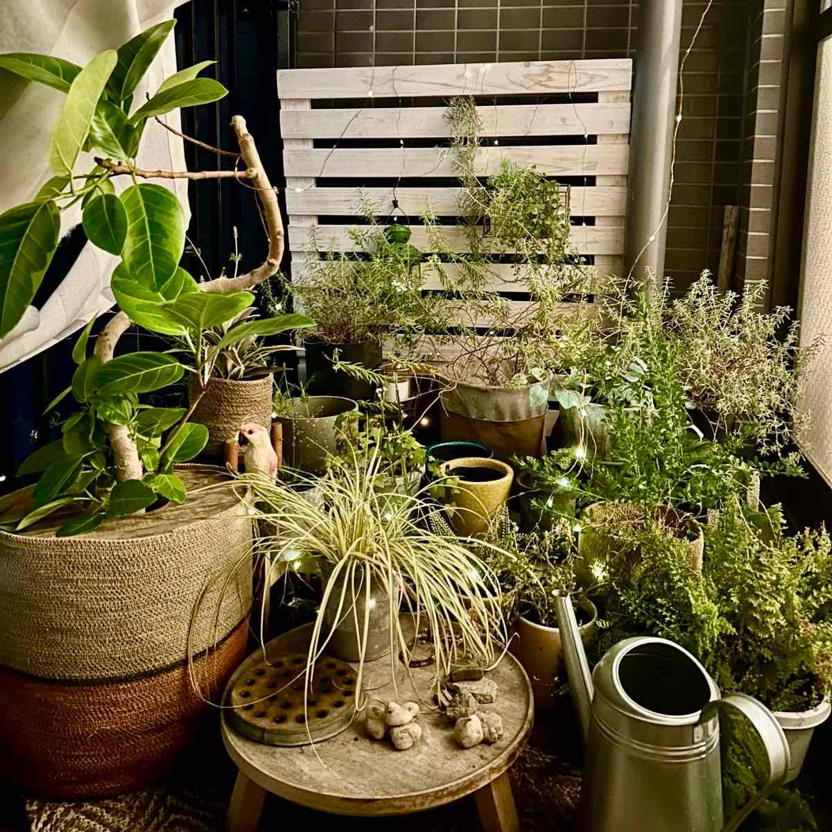 ベランダの観葉植物のまわりにソーラーパネル付きのチェーンライトを設置