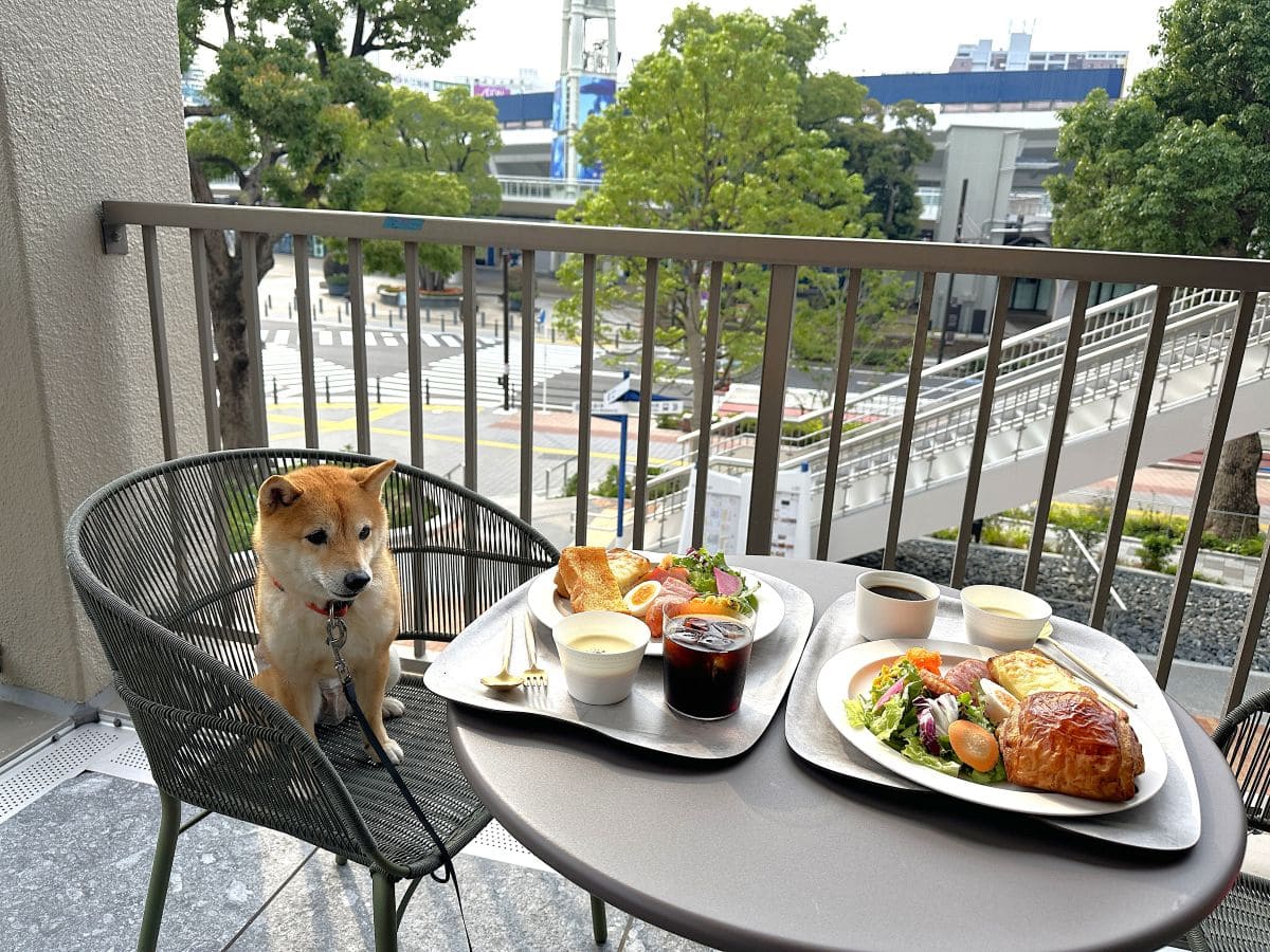 朝食を食べるテラスと、椅子にまもるが座っている