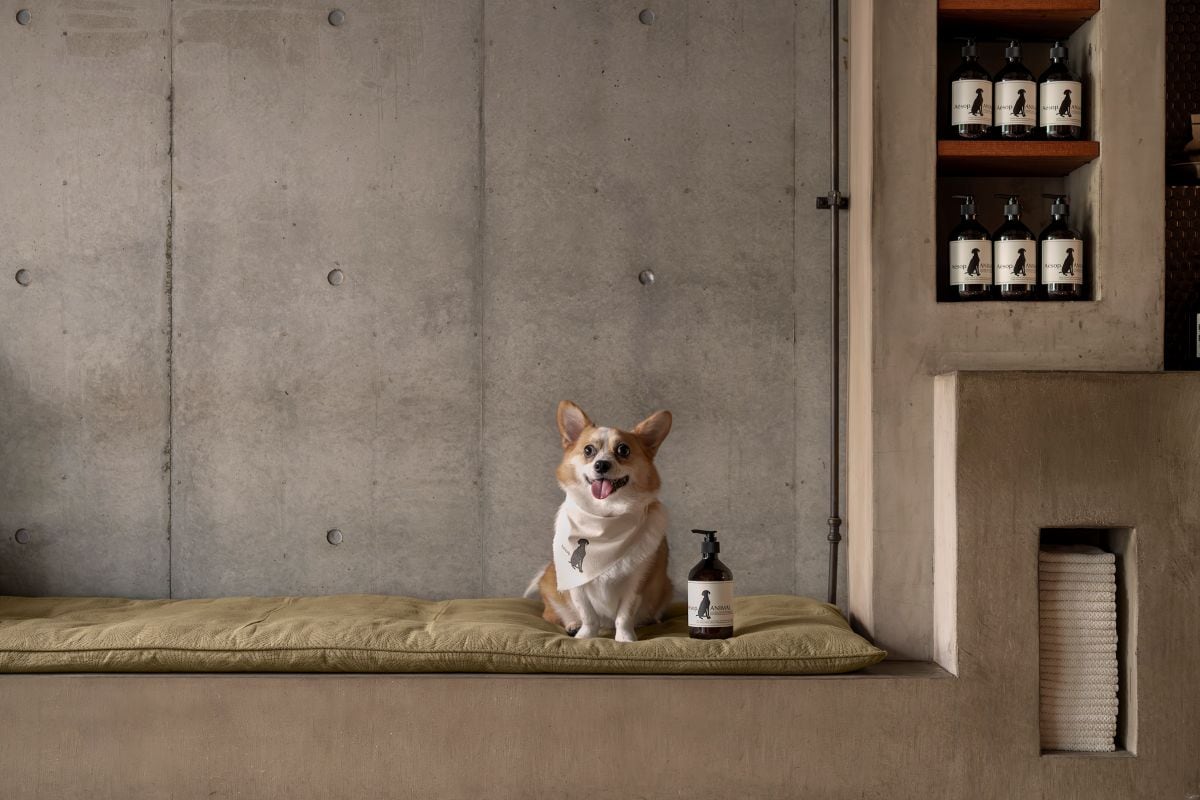 犬がイソップのバンダナをつけて座っている