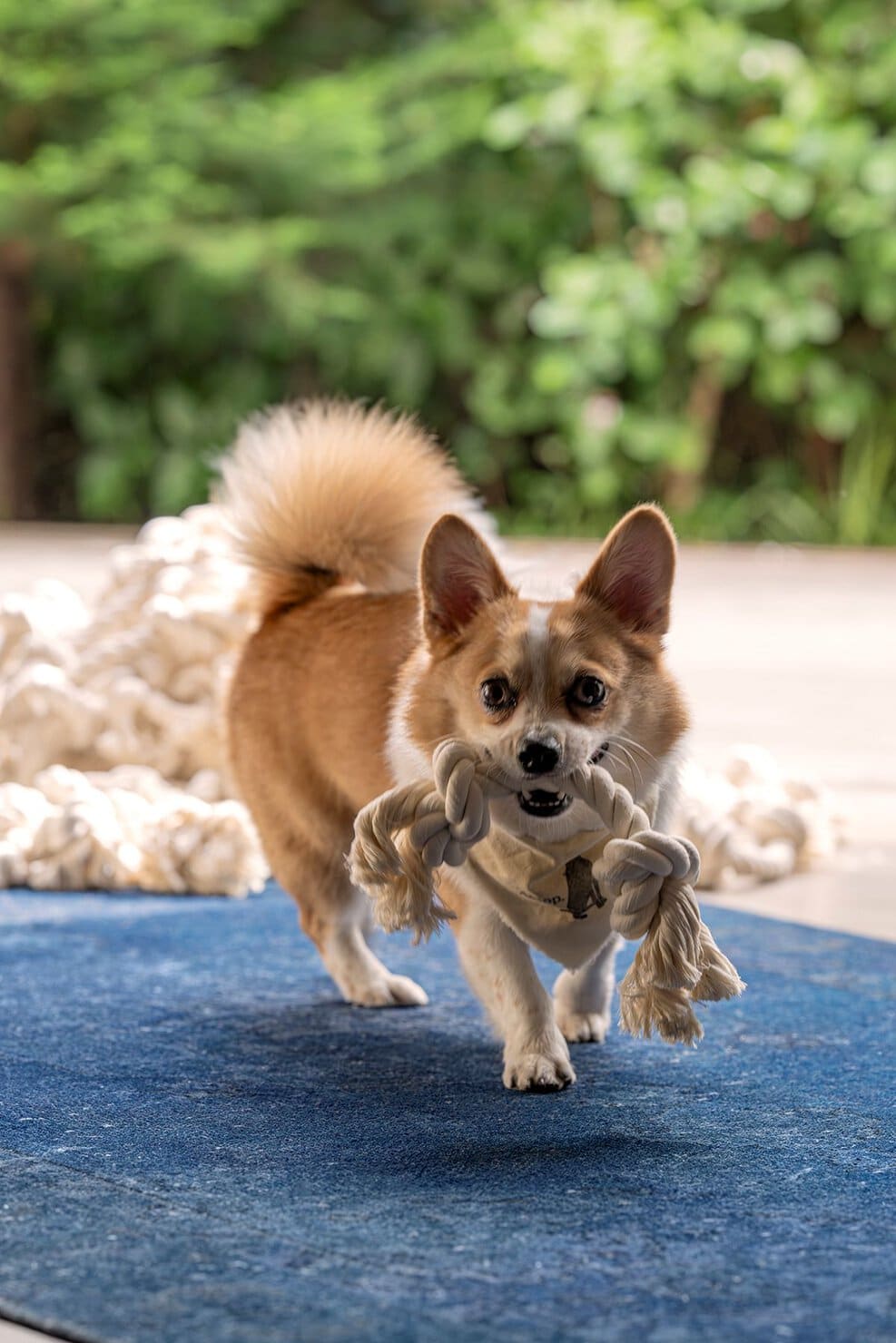愛犬がおもちゃで遊べるスペースも用意されている
