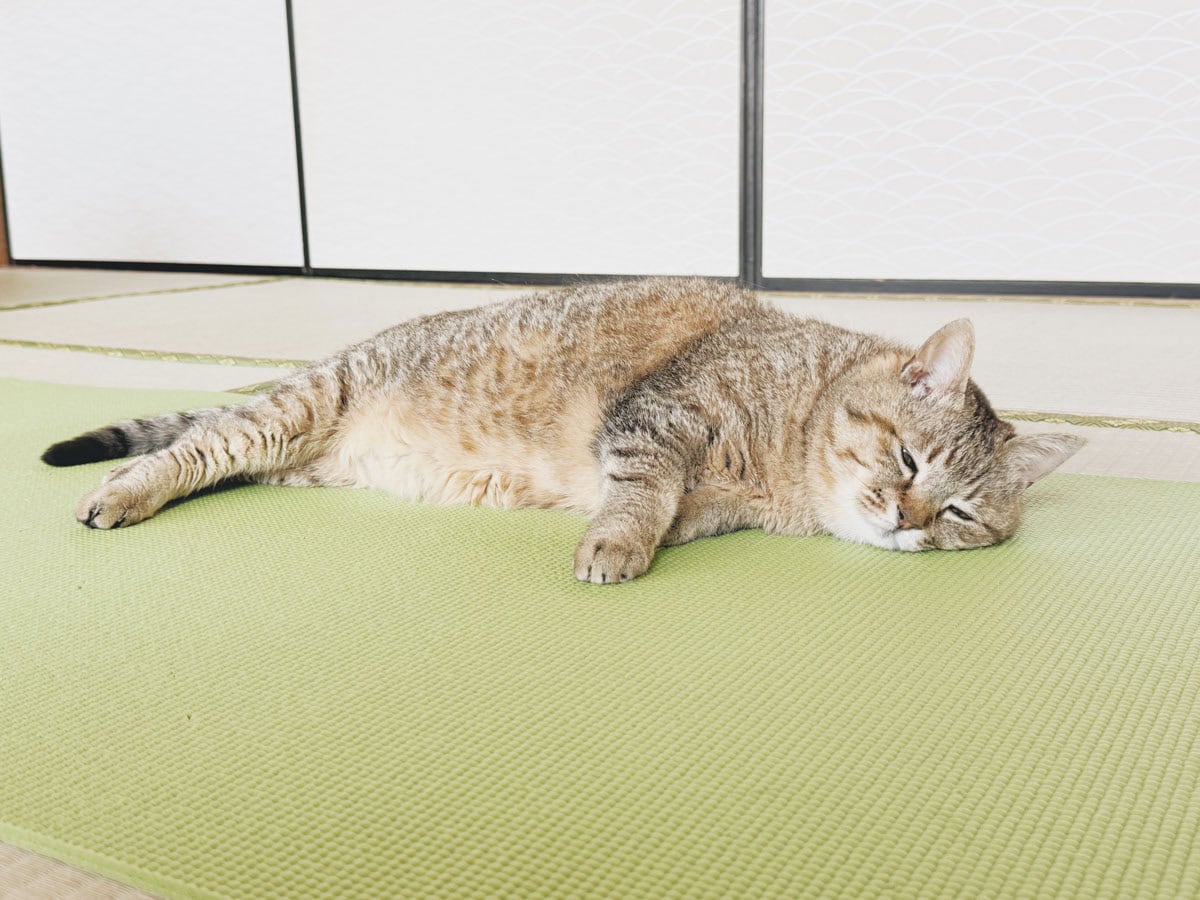 ストレッチ中にやってくる、ヨガマットが大好きな愛猫