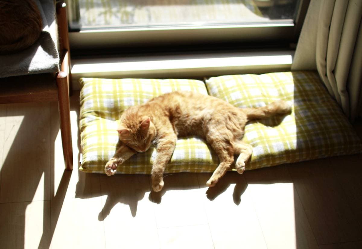 ひんやりした室内でお昼寝中の愛猫はるくん